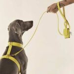 Top 10 Stylish Dog Leashes For Every Pup Parent - Must-Have Accessories!